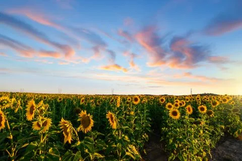 Field of sunflowers at sunset Stock Photos
