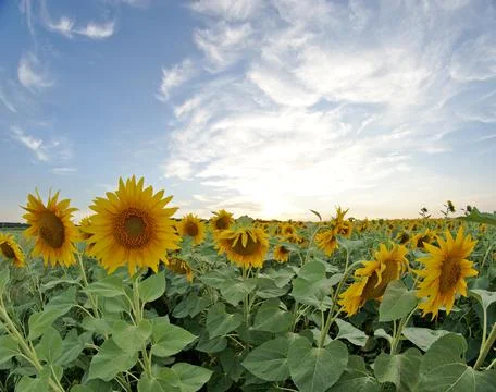 Field of sunflowers, sunset Stock Photos