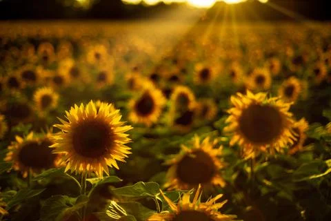 Field of sunflowers at sunset with rays of the sun Stock Photos