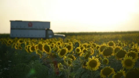 Field of sunflowers on sunset shot from left to the right Video stock 77485121