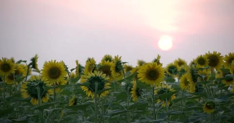 Field of sunflowers taymlaps Stock Footage 67087069