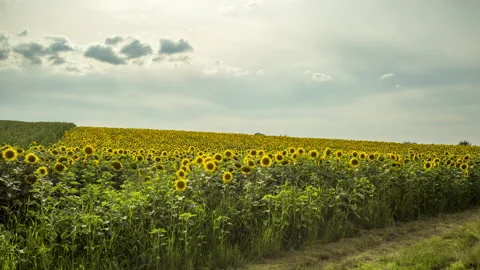 Field of sunflowers time lapse Stock Footage 137357299