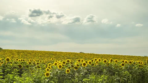 Field of sunflowers time lapse Stock Footage 137357781