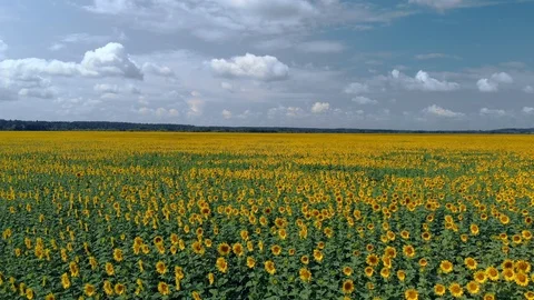 Field of sunflowers top view. flying over sunflowers. Видео 126924864