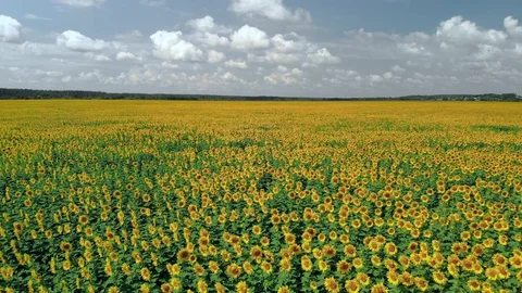 Field of sunflowers top view. flying over sunflowers. Vidéo 128603233