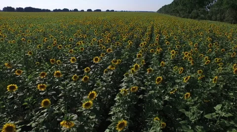 A field of sunflowers, top view Stock Footage 58177989