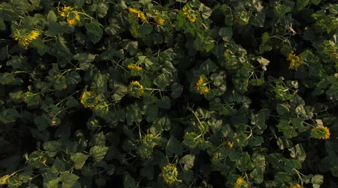 A field of sunflowers top view Stock Footage 65247830