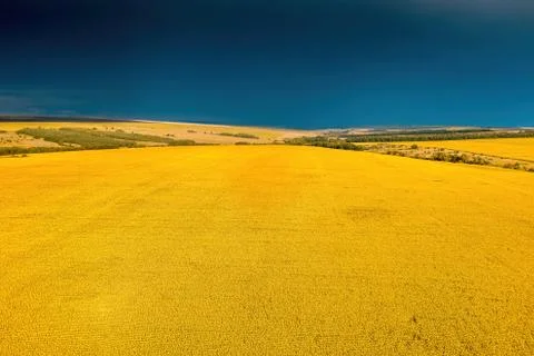 Field of sunflowers. Top view. Lines of sunflowers. Drone photography. Yellow Stock Photos