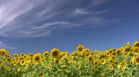 Field Of Sunflowers Under A Blue Sky Stock Footage