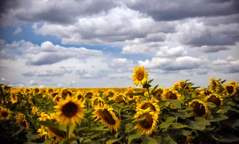 Field of sunflowers under a blue sky in the clouds. Stock Photos