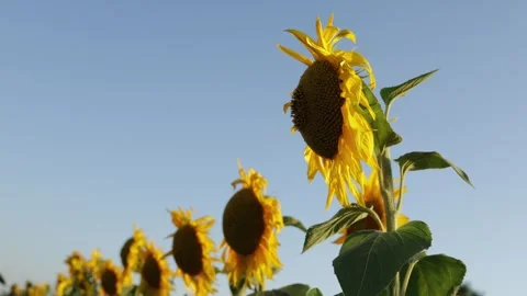 Field of sunflowers under a clear blue sky in bright sunlight Vidéo 341496626