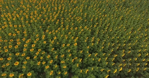Field with sunflowers. view from above Stock Footage 97288958