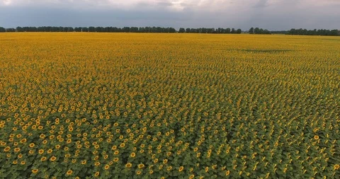 Field with sunflowers. view from above Stock Footage 97289061