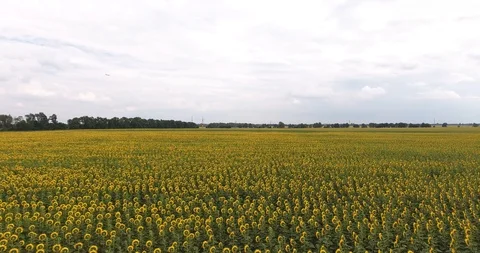 Field with sunflowers. view from above Stock Footage 97289062