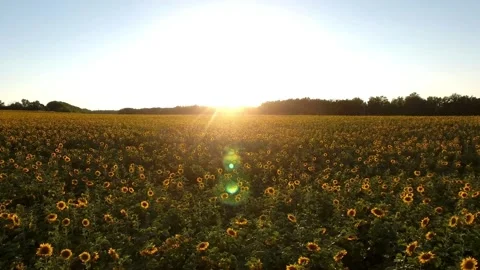 Field of sunflowers waving in wind. Endless Fields of Sunflowers Drone Footage Stock-Footage 336583869