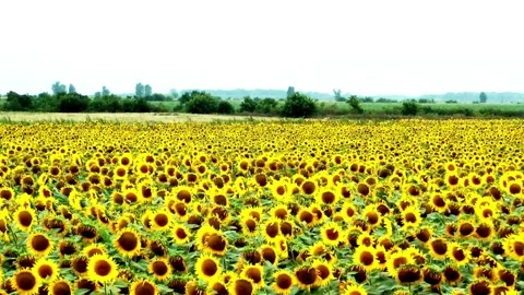 Field of sunflowers waving in wind. Endless Fields of Sunflowers Drone Footage Stock-Footage 336583933