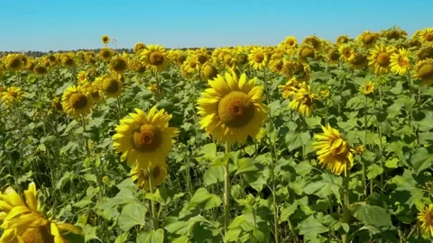 Field of sunflowers waving in wind. Endless Fields of Sunflowers Drone Footage 스톡 동영상 336583970