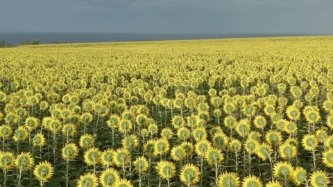 Field of sunflowers waving in wind. Endless Fields of Sunflowers Drone Footage Video stock 336584138