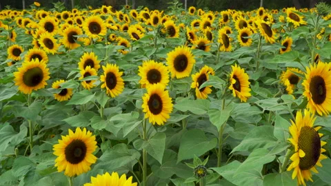 A field of sunflowers wiggling in the wind 動画素材 201371986