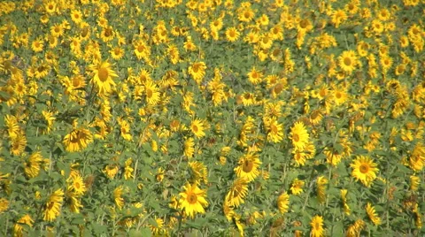 Field of Sunflowers in the Wind Видео 881864