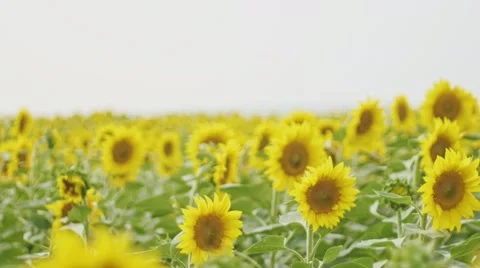 Field of Sunflowers in the wind, wide shot, cloudu day Stock Footage