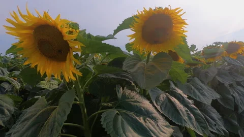 Field with sunflowes in summertime closeup. Belarus, 2,7K Stock Footage 169791452