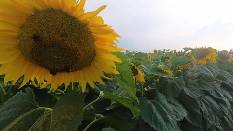 Field with sunflowes in summertime closeup. Belarus, 2,7K Stock Footage 169884357