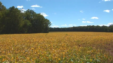 Field On Sunny Day Stock Footage 40684000