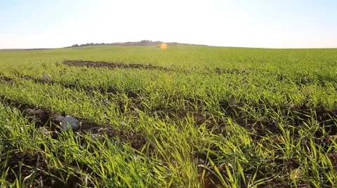 Field on a sunny day Stock Footage 57904666