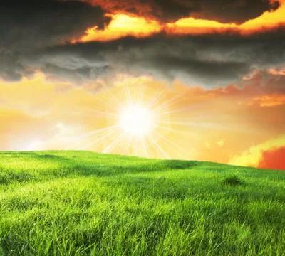 Field in sunny light Stock Illustration