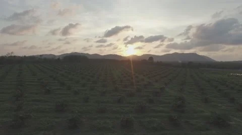 Field Sunset flyover Video stock 57317531