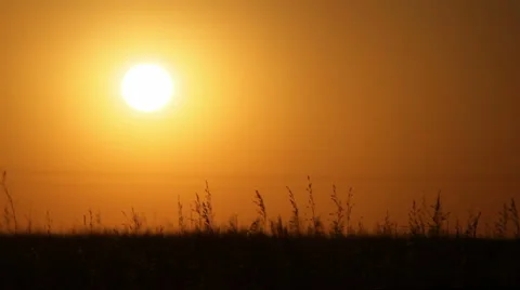 Field at sunset Stock-Footage 1215655