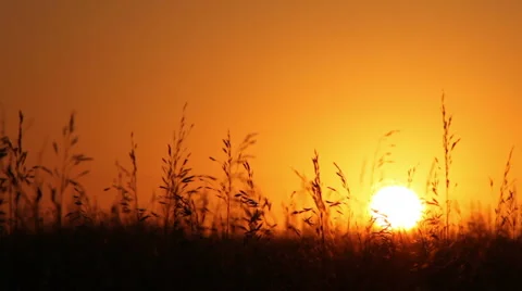 Field at sunset Видео 1215763