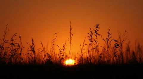 Field at sunset Stock-Footage 1215825