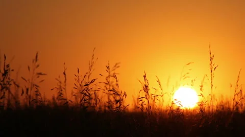 Field at sunset Stock-Footage 1216262
