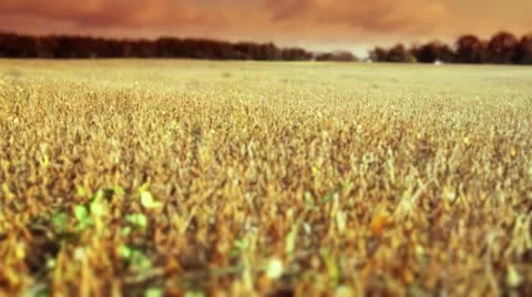 Field at Sunset Видео 8847785