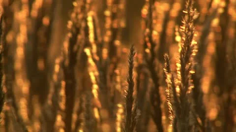 Field at sunset Stock Footage 10773721