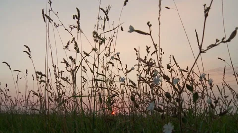Field in Sunset Stock-Footage 29178566