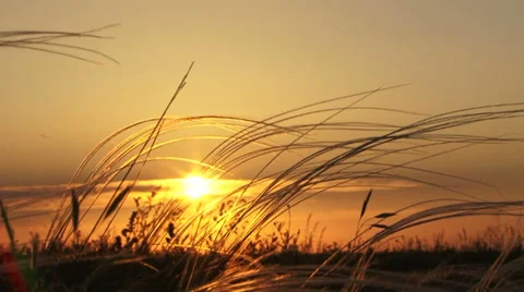 Field at sunset Stock Footage 33832017