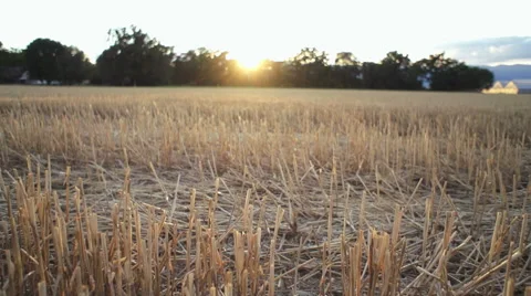 Field at sunset Stock Footage 52890159