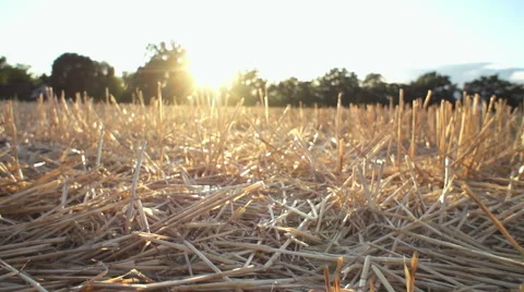 Field at sunset Stock-Footage 52893308