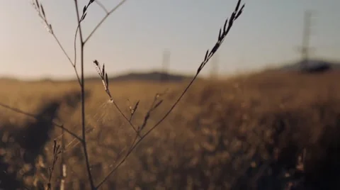 Field at Sunset Stock Footage 54618465
