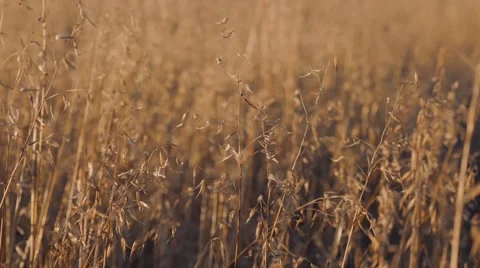 Field in sunset Stock Footage 54618532