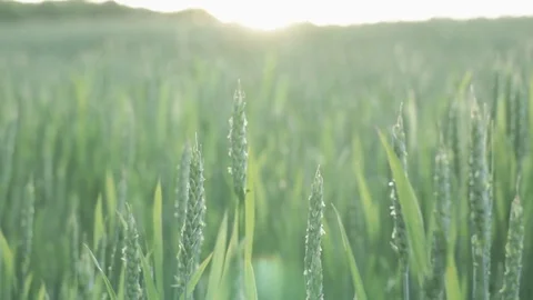 Field at sunset Stock Footage 76325686