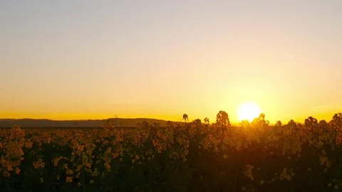 Field in the sunset Stock-Footage 84661605