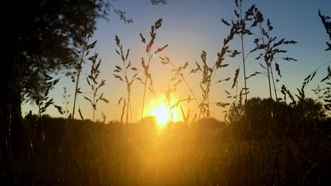 Field at sunset Video stock 130140621