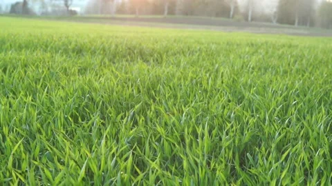 Field in sunset Stock Footage 153908539