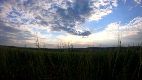 Field at sunset Stock Footage 156331778