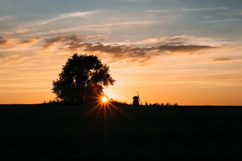 Field in the sunset light, in which there is a lonely tree Stock Photos