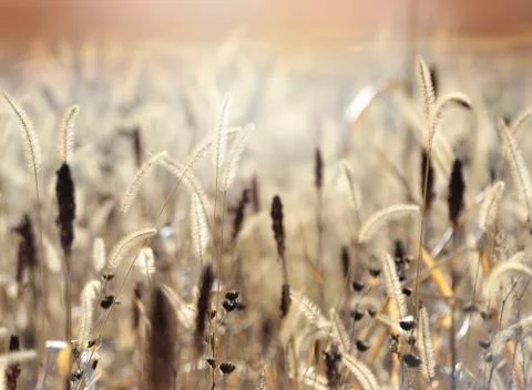 Field at sunset Stock-Fotos
